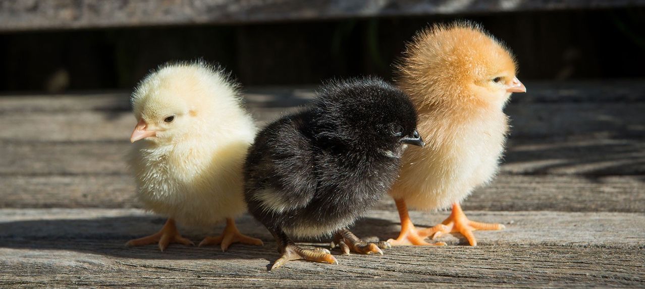 Drei Küken, eines weiß, eines braun und eines schwarz, stehen auf einer hölzernen Oberfläche. Das schwarze Küken ist in der Mitte.