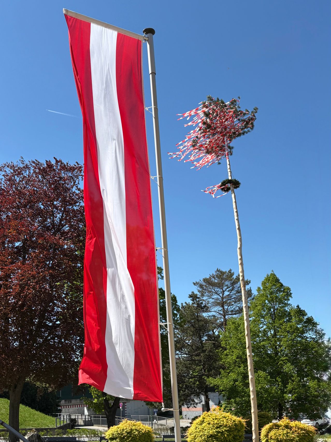Eine rot-weiße Flagge mit einem weißen Streifen steht neben einem Baum, der mit roten Bändern dekoriert ist, vor einem klaren blauen Himmel.