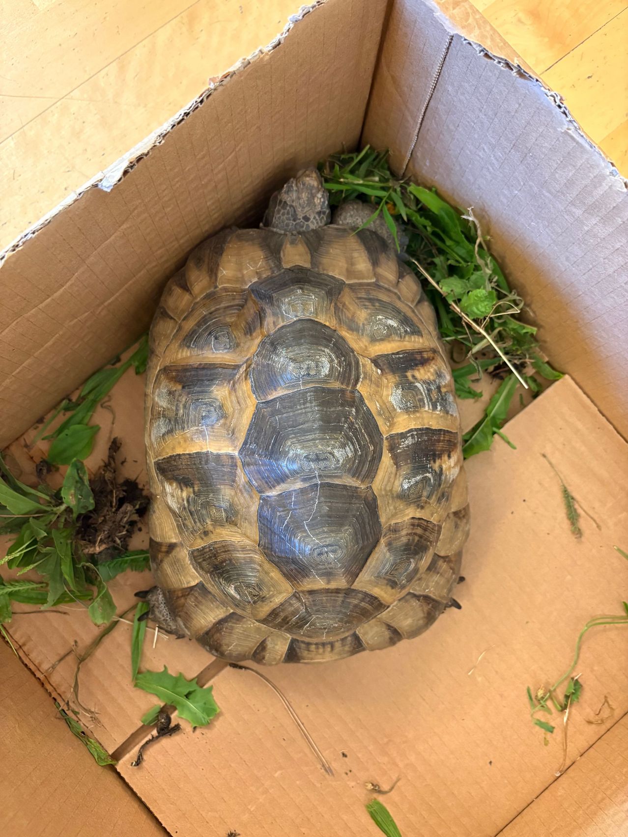 Griechische Landschildkröte in Karton mit Grünzeug auf Holzboden
