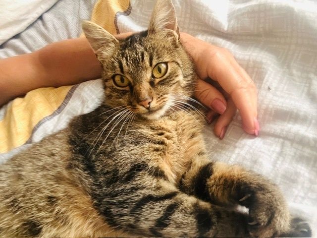Getigerte Katze mit gelben Augen liegt auf Bett, Hand streichelt sie
