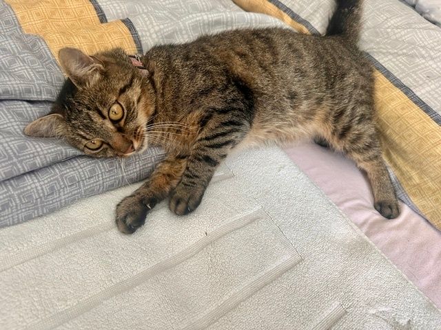 Eine getigerte Katze mit gelben Augen liegt auf einem Bett mit einem weißen Handtuch und einer gemusterten Decke.
