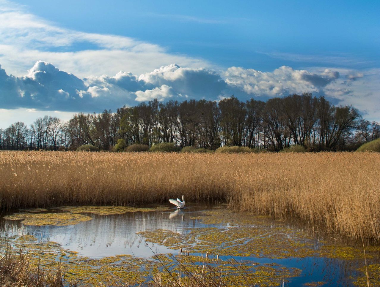 Ein weißer Schwan fliegt über einen Teich in einem Feld mit hohem Gras.