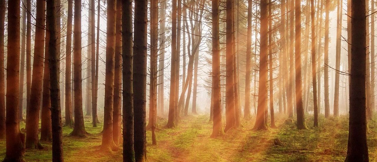 Bild enthält, Sunlight, Nature, Outdoors, Scenery, Vegetation, Land, Tree, Woodland, Sky, Landscape