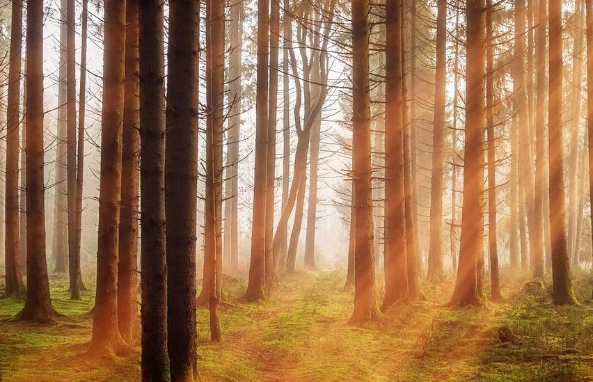 Bild enthält, Sunlight, Nature, Outdoors, Scenery, Vegetation, Land, Tree, Woodland, Sky, Landscape