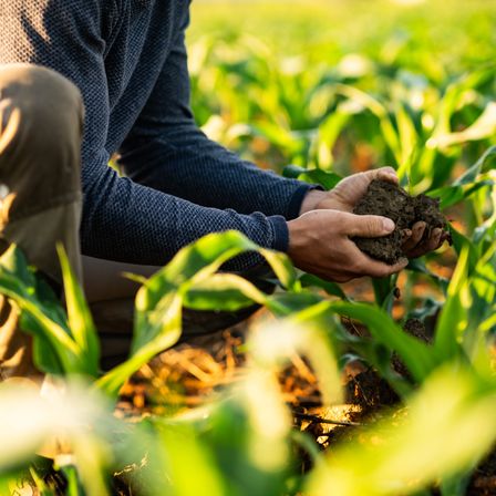 Eine Person in einem blauen Langarmshirt kniet in einem Maisfeld und hält Erde in den Händen.