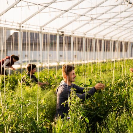 Eine Gruppe von Menschen arbeitet in einem Gewächshaus und pflegt hohe Pflanzen. Der Bereich ist mit einem weißen Baldachin bedeckt. Zwei Männer beugen sich vor, während ein anderer in der Nähe eines Gebäudes steht.