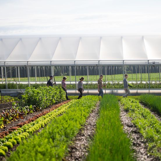 Fünf Personen gehen in einem Gewächshaus mit grünen Pflanzen. Das Gewächshaus hat ein weißes Dach und einen Metallrahmen. Die Leute tragen Freizeitkleidung. Das Gebiet außerhalb des Gewächshauses ist mit Gras bedeckt.