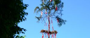 A man is climbing a tree with a flag in the garden with a building in the background.