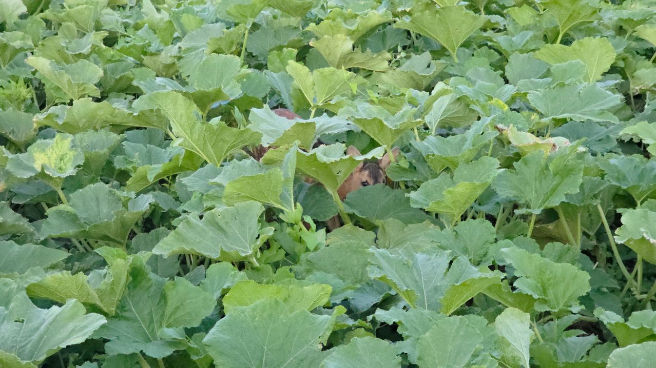 Rehkitz versteckt in Kürbisstauden auf einem Feld in Österreich