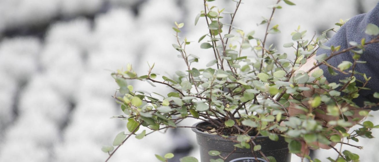 v1_migrated_image_35091297