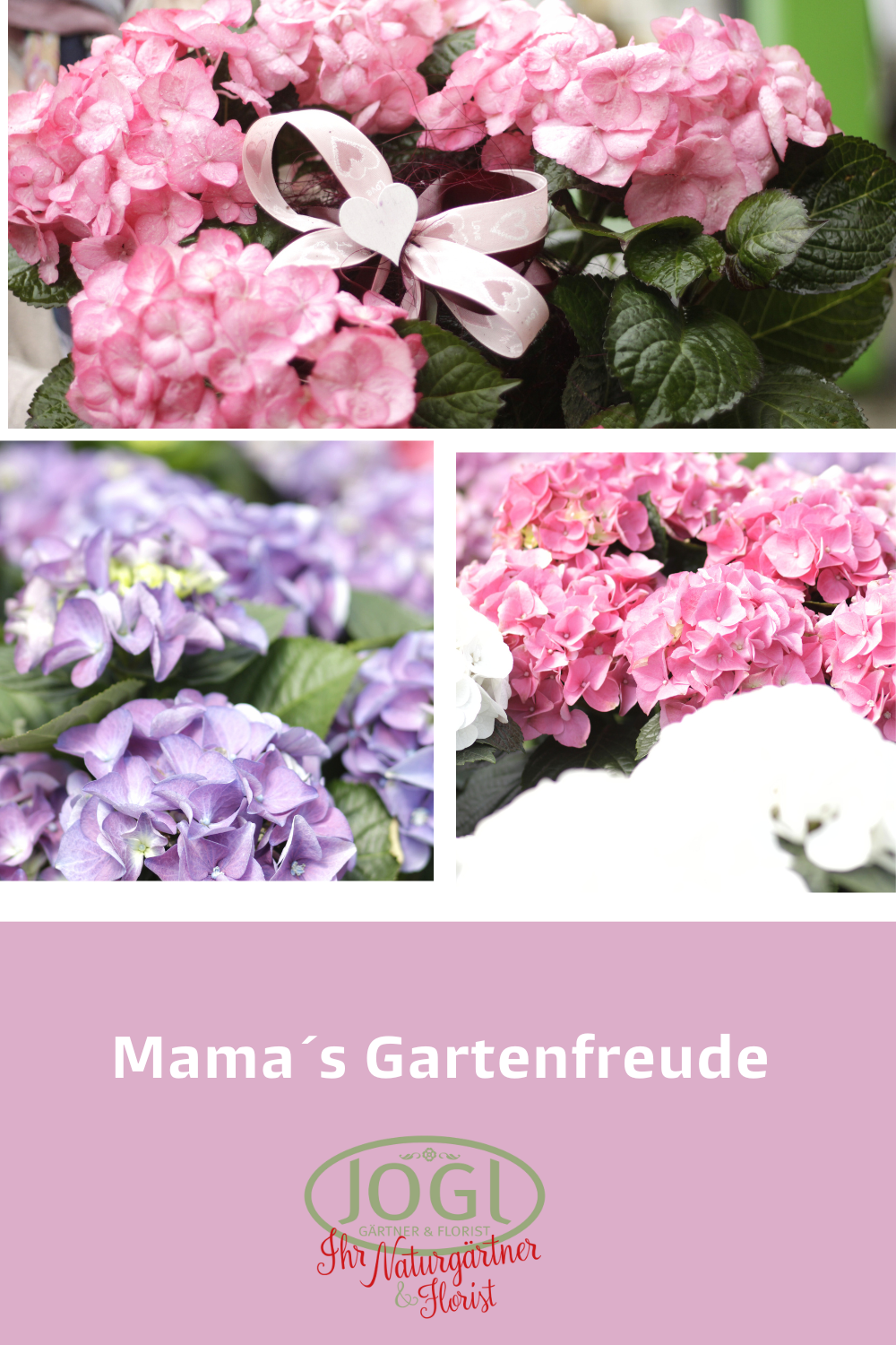 Bilder von leuchtend rosa und lila Hortensien mit üppigen grünen Blättern. Das obere Bild zeigt eine Nahaufnahme von rosa Hortensien. Unten ein geteiltes Bild von rosa und lila Hortensien.