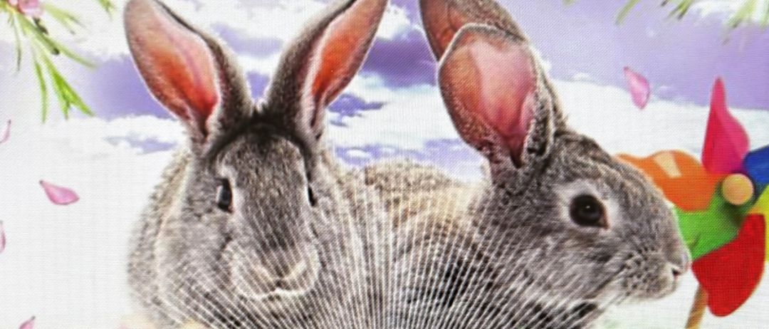 Plakat für einen Ostermarkt am 22. April 2020 von 9-17 Uhr. Zwei Kaninchen sitzen auf einem Grashügel mit Blumen und einer Windmühle.