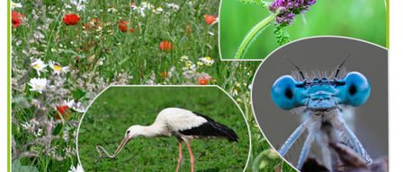 Poster for the Berg- und Naturwacht event featuring a meadow with flowers, a stork, a butterfly, and a dragonfly. The poster includes a QR code and contact information.