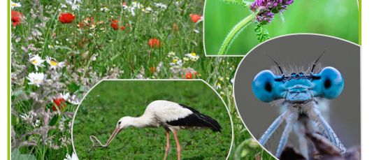 Plakat für die Berg- und Naturwacht-Veranstaltung mit einer Wiese voller Blumen, einem Storch, einem Schmetterling und einer Libelle. Das Plakat enthält einen QR-Code und Kontaktinformationen.