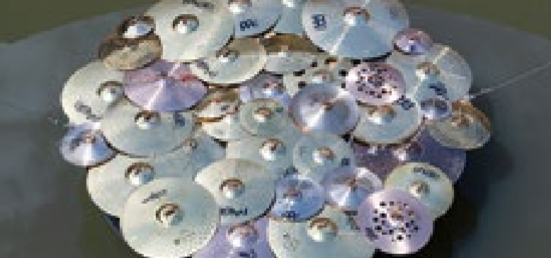 Bild enthält, Animal, Invertebrate, Sea Life, Seashell, Head, Person, Water, Cat, Mammal, Pet