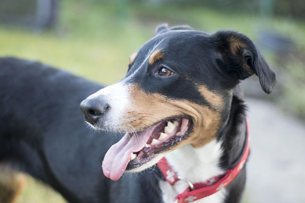 Ein Nahaufnahme eines schwarz-braun-weißen Hundes mit heraushängender Zunge, der ein rotes Halsband mit einem Schweizer Emblem trägt.