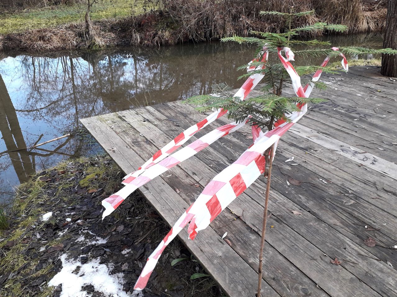A small tree with red and white caution tape is standing on a wooden dock by the water.