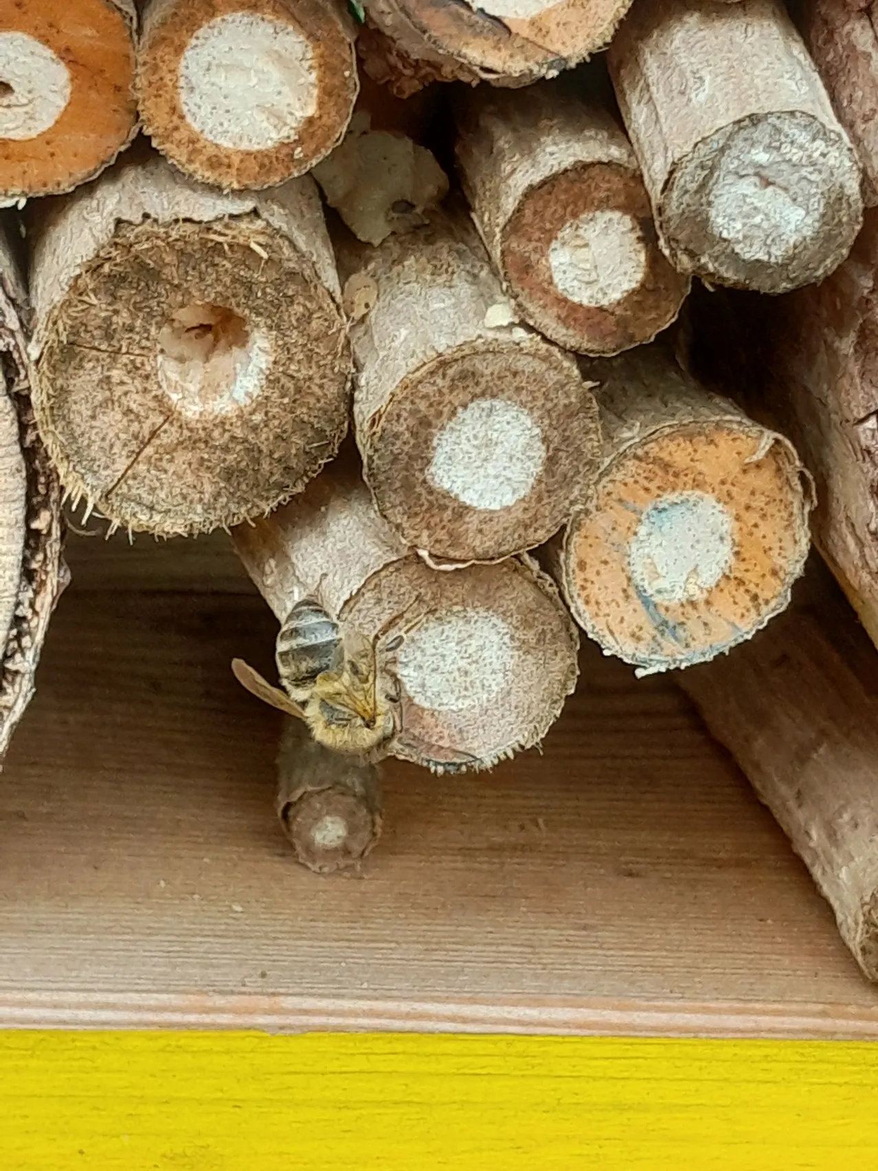Ein Nahaufnahme einer Biene auf einem Stapel Holzstämme, jeder mit einem weißen kreisförmigen Mark. Die Stämme liegen auf einer Holzoberfläche.