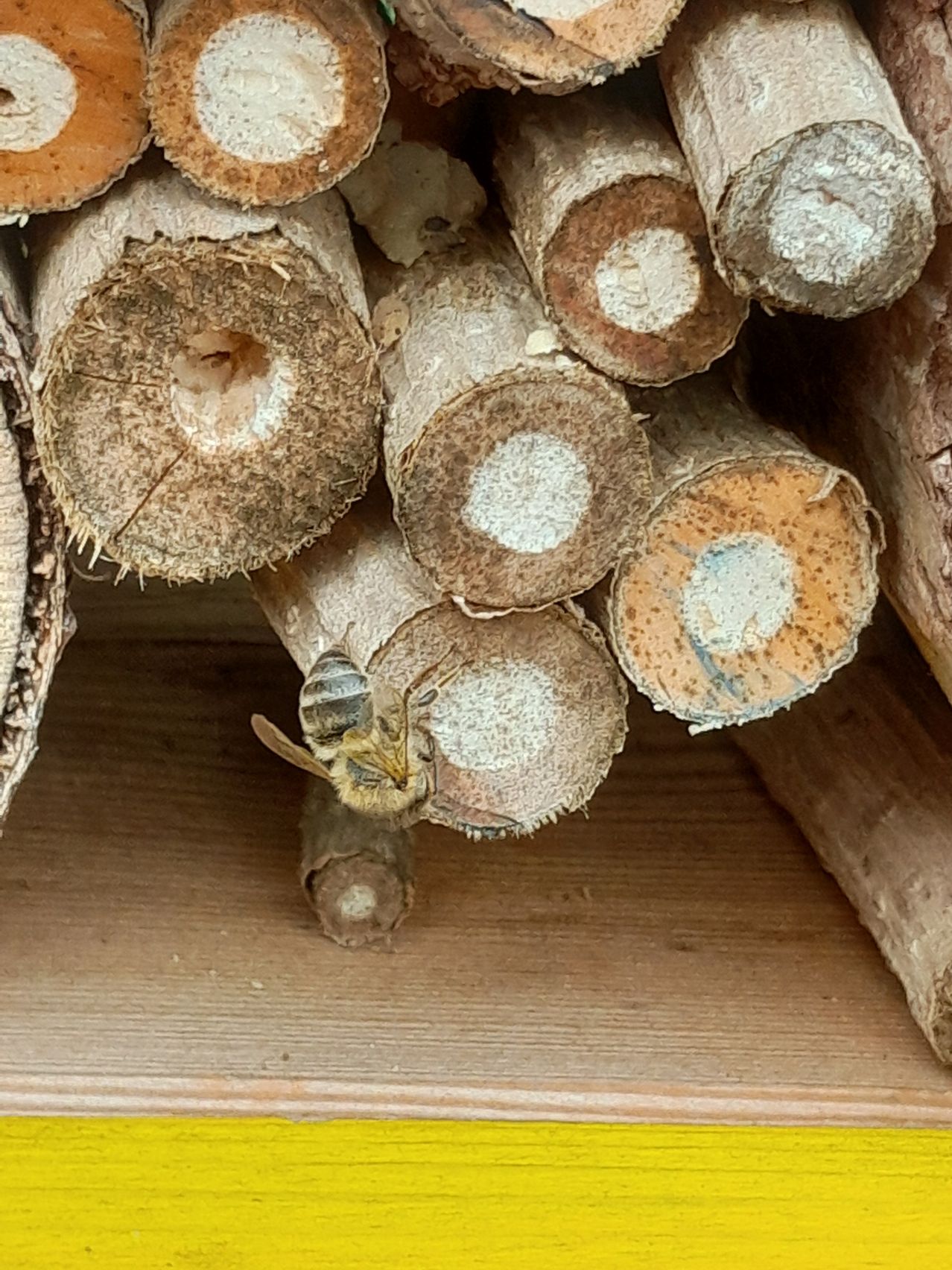 Ein Nahaufnahme einer Biene auf einem Stapel Holzstämme, jeder mit einem weißen kreisförmigen Mark. Die Stämme liegen auf einer Holzoberfläche.