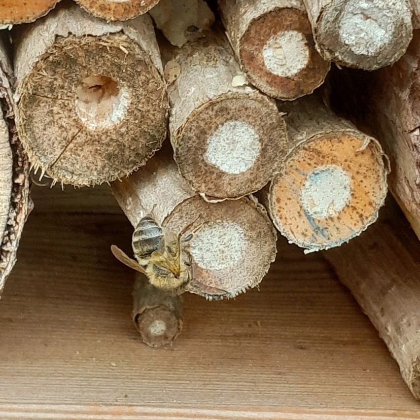 Ein Nahaufnahme einer Biene auf einem Stapel Holzstämme, jeder mit einem weißen kreisförmigen Mark. Die Stämme liegen auf einer Holzoberfläche.