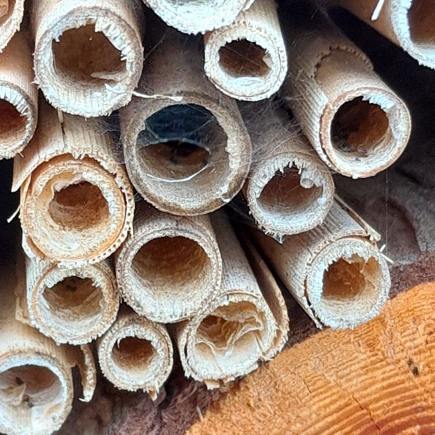 Ein Stapel hohler, zylindrischer Objekte, möglicherweise Rohre, mit Öffnungen an beiden Enden und einigen mit Ablagerungen gefüllt.