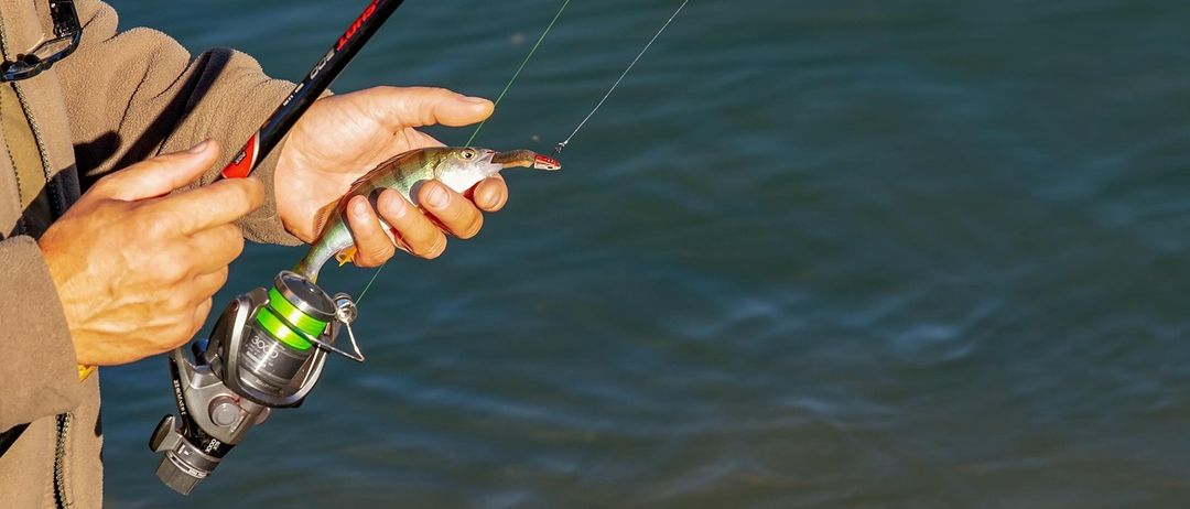 Eine Person hält einen gefangenen Fisch an einer Angelrute über einem Gewässer.