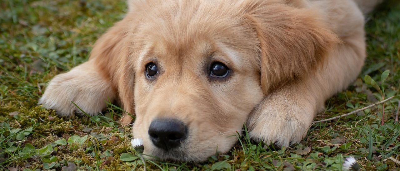 Ein golden Retriever Welpe liegt auf grünem Gras mit einer kleinen weißen Blume im Maul. Der Hund hat hellbraunes Fell, schwarze Augen und eine schwarze Nase.