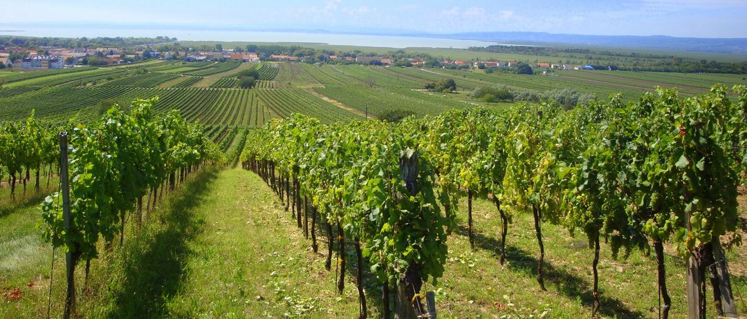Ein Weinberg an einem sonnigen Tag mit Reihen grüner Pflanzen und einem Grasweg. In der Ferne ein Städtchen mit Gebäuden und einem Gewässer.