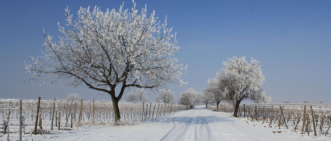 Eine verschneite Landstraße mit zwei vereisten Bäumen auf beiden Seiten, einem Weinberg im Hintergrund und einem klaren blauen Himmel darüber.