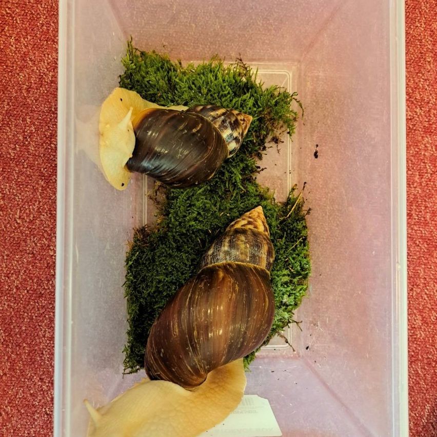 Ein Plastikbehälter enthält drei Schnecken mit grünem Moos, eine gelb und zwei braun. Der Behälter steht auf einem roten Teppich.