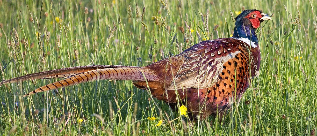 Bild enthält, Animal, Bird, Pheasant