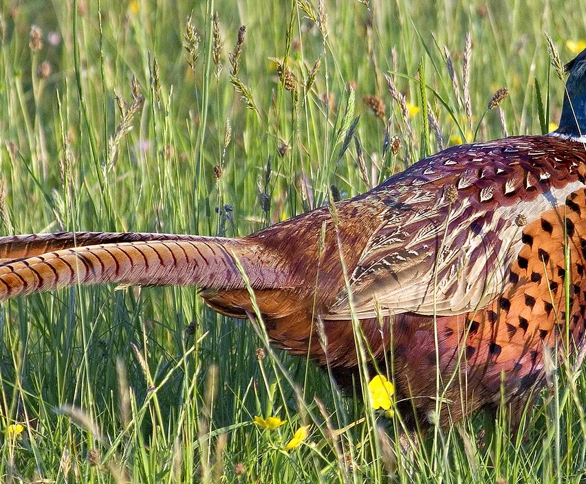 Bild enthält, Animal, Bird, Pheasant