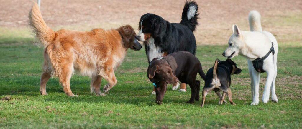 Mehrere Hunde verschiedener Rassen spielen auf einer Rasenfläche und interagieren freundschaftlich miteinander.