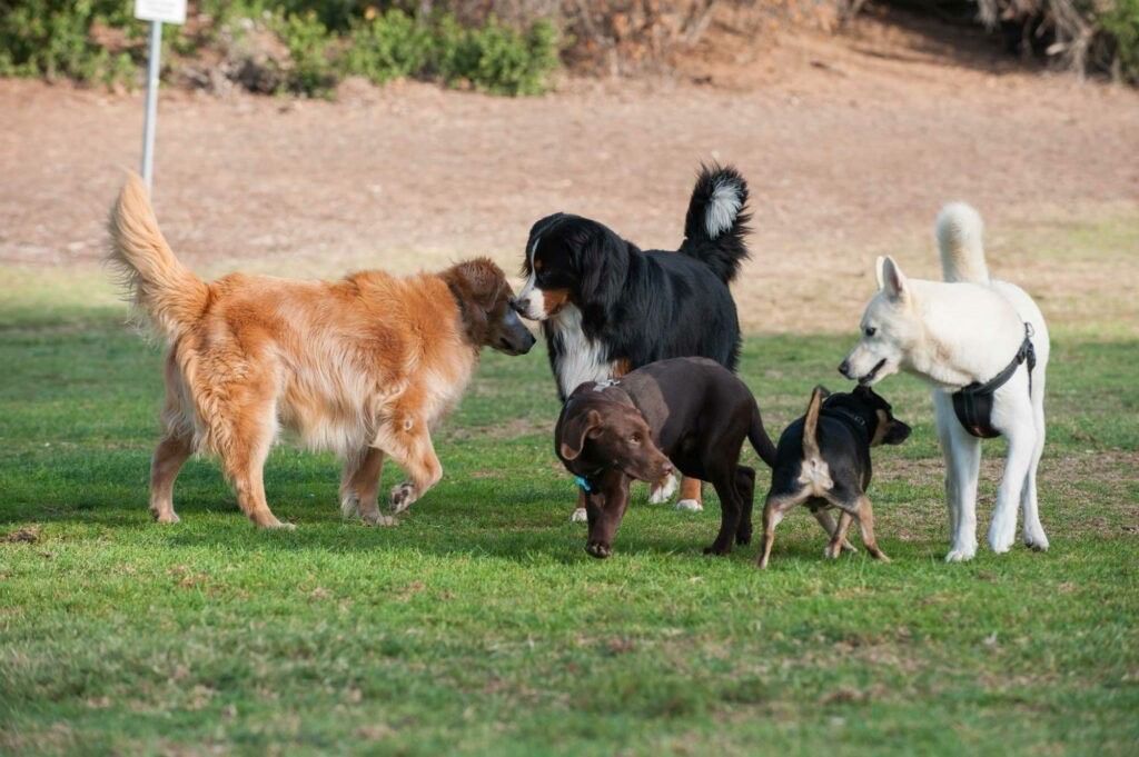 Eine Gruppe von Hunden verschiedener Rassen und Farben spielt auf einer Grasfläche mit einem Hintergrund aus Erde.