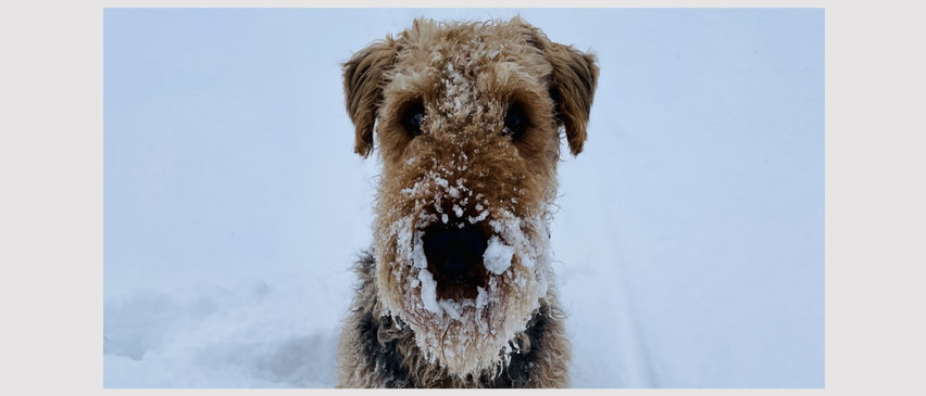 Bild enthält, Animal, Canine, Dog, Mammal, Pet, Terrier, Advertisement, Poster, Airedale