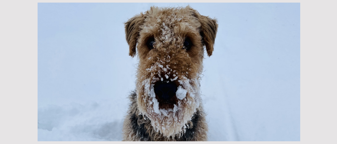 Animal, Canine, Dog, Mammal, Pet, Terrier, Advertisement, Poster, Airedale