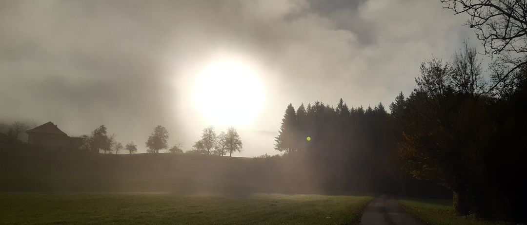 Flare, Light, Sunlight, Nature, Outdoors, Weather, Sky, Grass, Fir, Tree