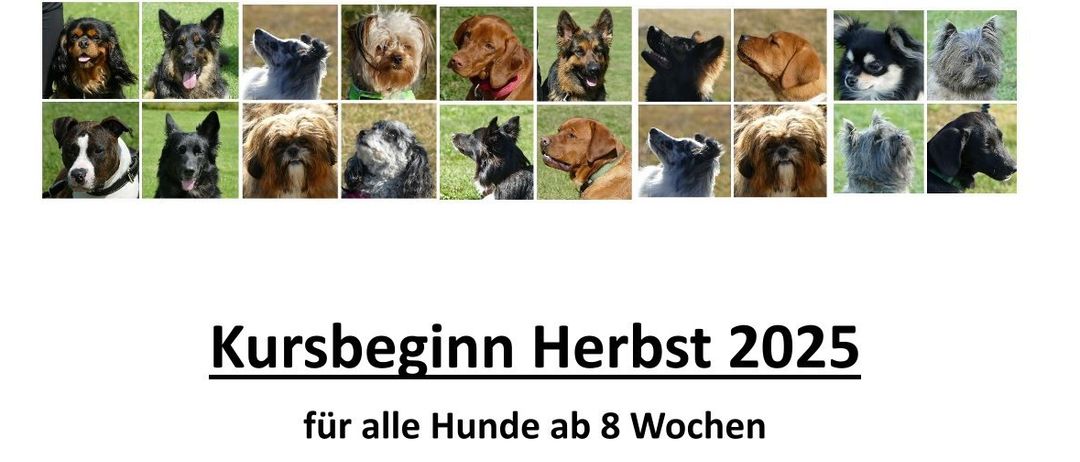 Kursbeginn Herbst 2025 für alle Hunde ab 8 Wochen beim ÖRV HSV Freistadt, Leonfeldnerstraße 35, 4240 Freistadt. Am Samstag, 23.08.2025 um 15:00 Uhr. Unser Angebot für Sie und Ihren Vierbeiner: Welpen, Begleithunde, Erziehungskurse, Alltagstauglichleitsprüfung, Breitensport, Rally Obedience Beginner, Stöbern. Bei Fragen melden Sie sich bei Rosi Roßgatterer unter 0664/1066833