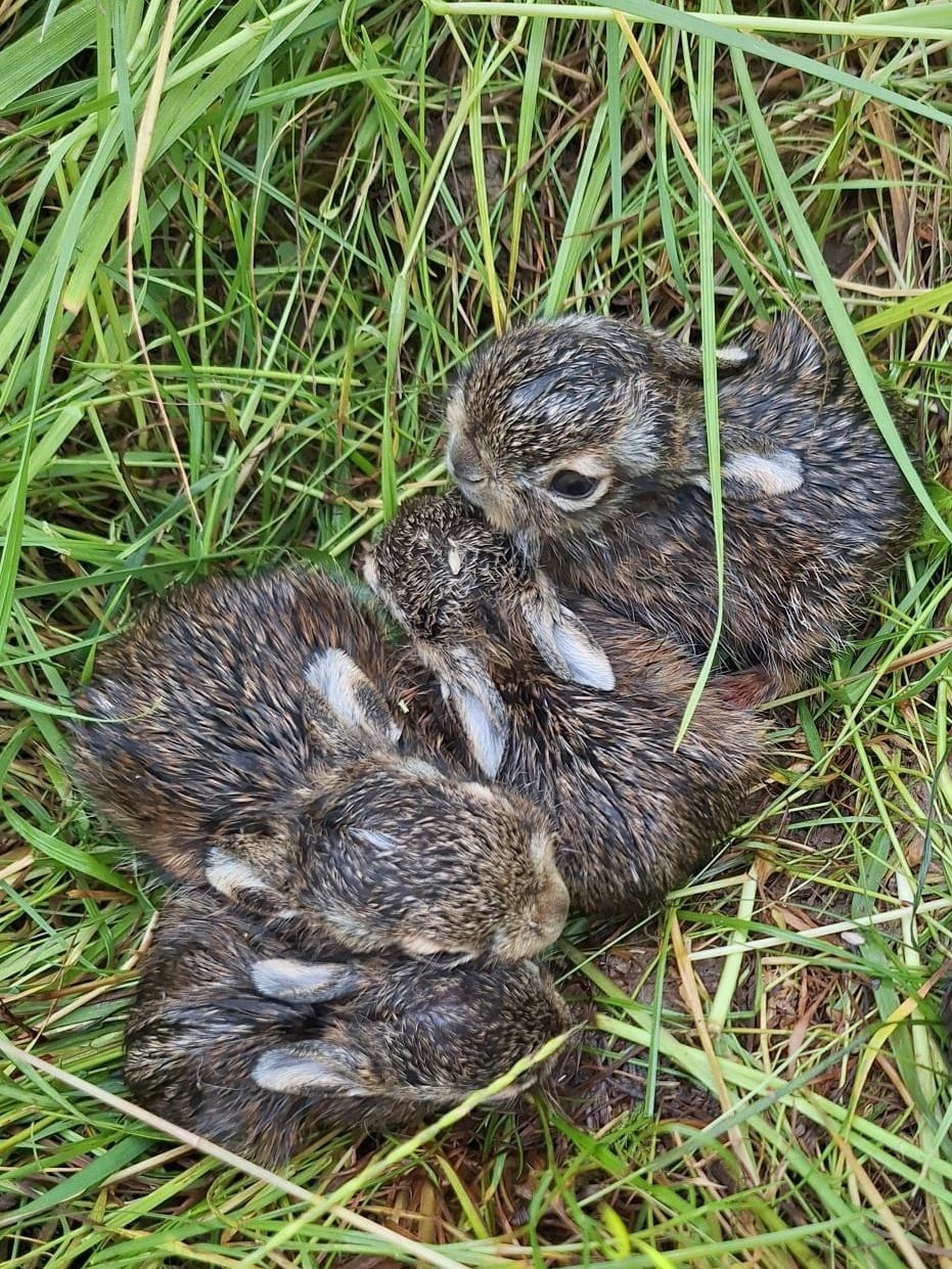 Vier kleine Kaninchen liegen auf Gras, möglicherweise in einer Wiese. Sie sind eng aneinander gekuschelt, vielleicht suchen sie Wärme. Ihr Fell ist nass, was darauf hindeutet, dass sie möglicherweise im Regen waren.