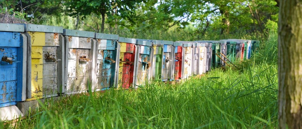 Bild enthält, Outdoors, Grass, Plant, Vegetation, Apiary, Nature, Yard