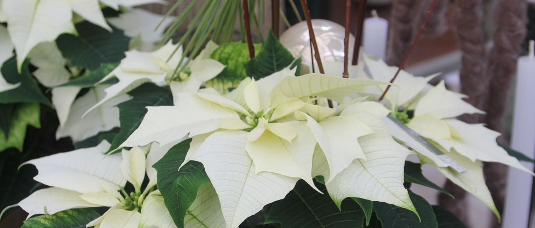 Ein Nahaufnahme einer weißen Weihnachtssternpflanze in einem rustikalen braunen Topf mit üppigen grünen Blättern. Die leuchtend weißen Hochblätter des Weihnachtssterns umgeben einen zentralen gelben Bereich.