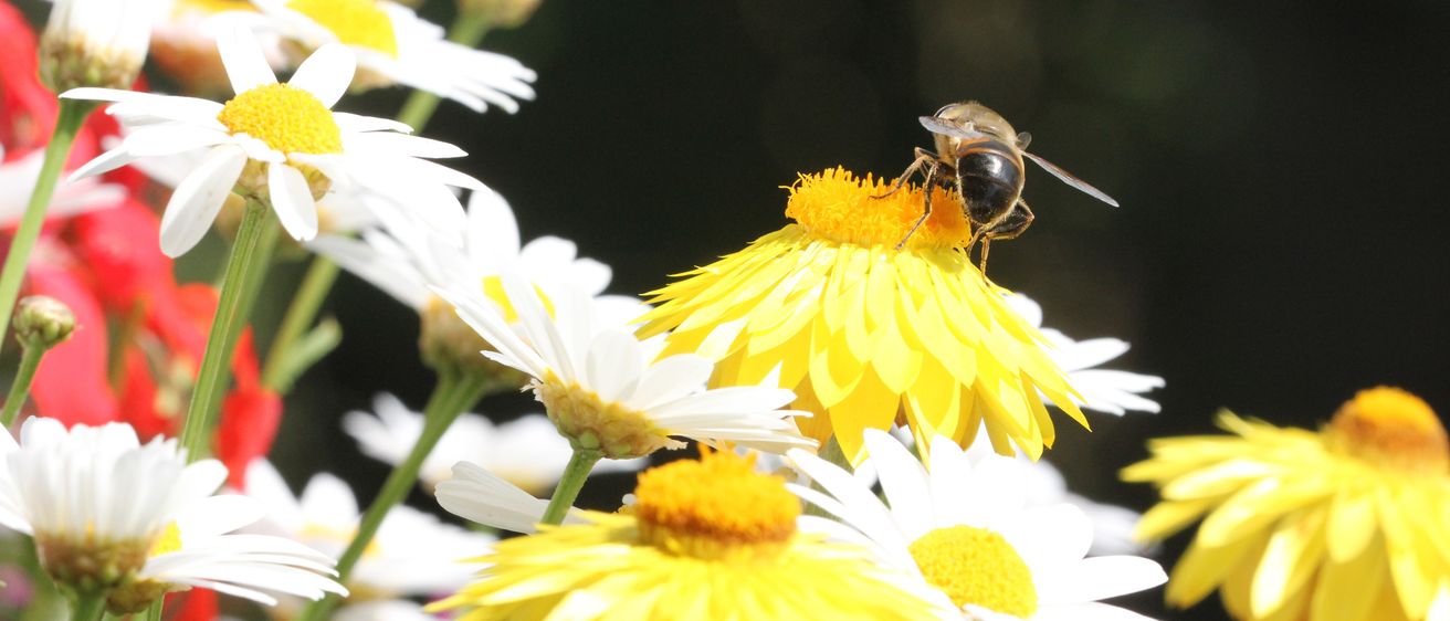 Eine Biene ruht auf einer gelben Blume inmitten eines Feldes mit weißen und gelben Blumen. Die Flügel der Biene sind ausgebreitet, und der Hintergrund ist unscharf.