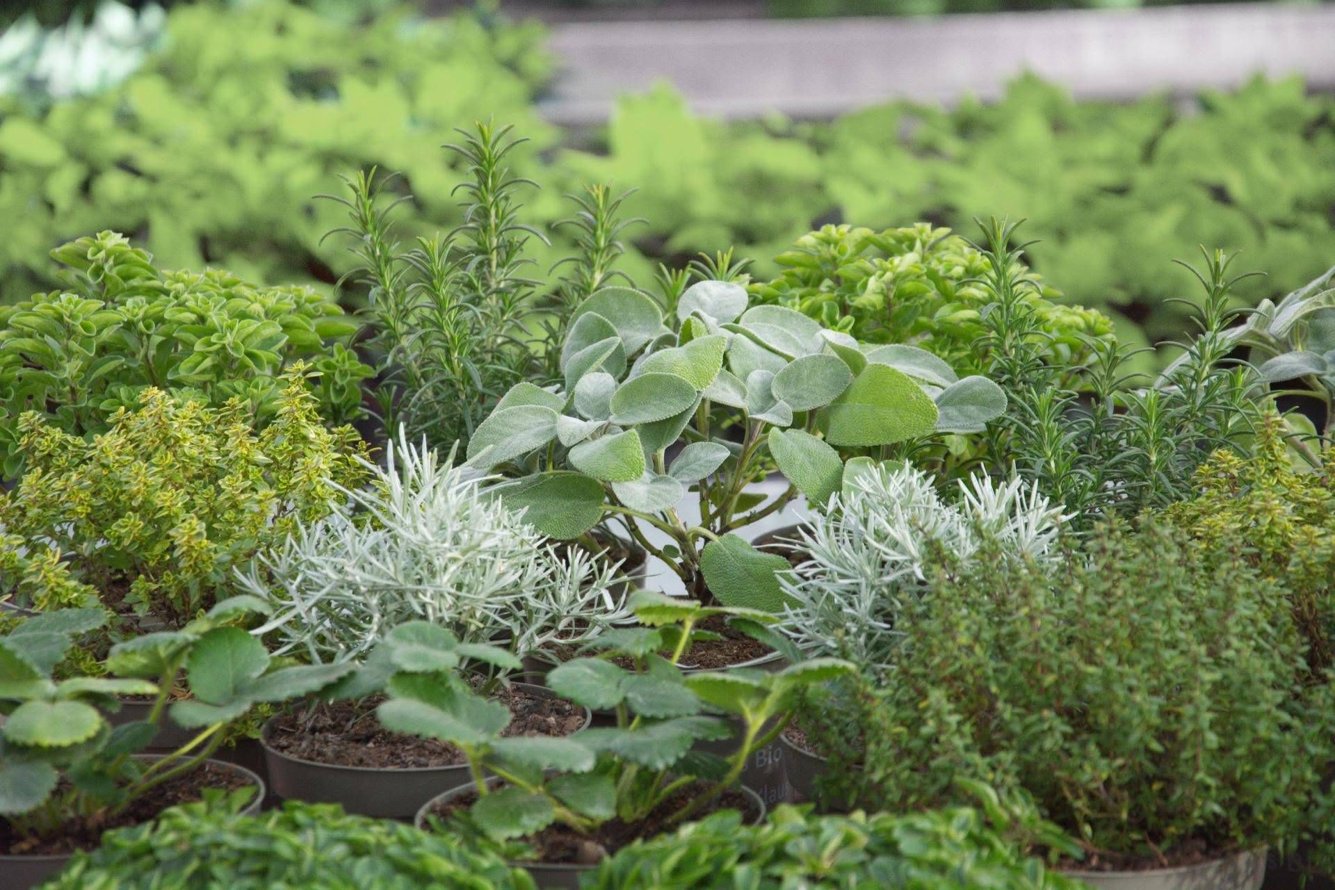 Ein Nahaufnahme von verschiedenen Topfpflanzen, darunter Rosmarin, Thymian und Lavendel, in einer Gartenumgebung mit einem Holzrahmen.