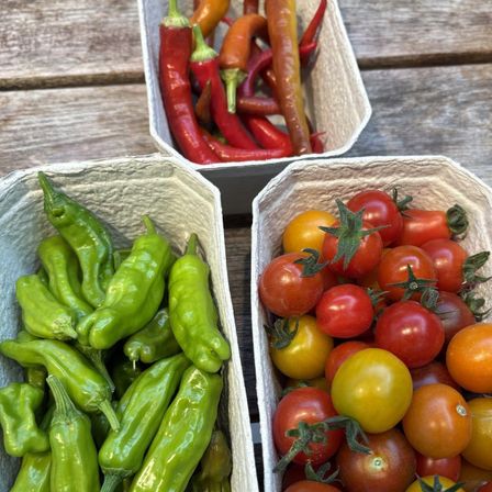 Drei Behälter enthalten leuchtend grüne Paprika, rote und gelbe Tomaten sowie rote und orange Chilischoten auf einer Holzoberfläche.