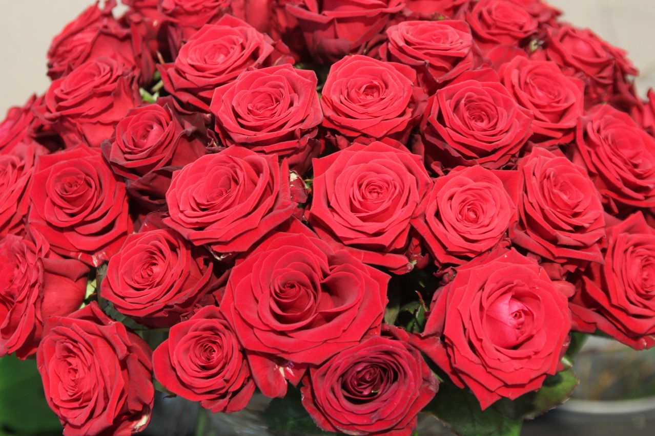 Eine Nahaufnahme eines großen Straußes leuchtend roter Rosen, in einem Glas arrangiert, mit sorgsam geschichteten Blütenblättern, die ihre reiche Farbe zur Schau stellen.