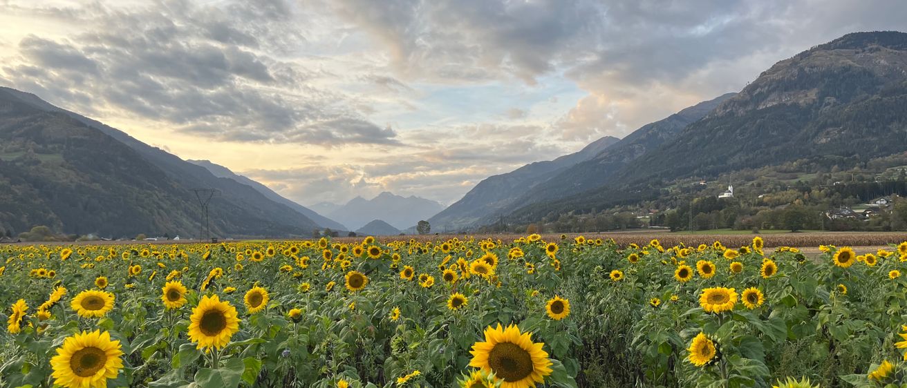 Bild enthält, Flower, Sunflower, Landscape, Nature, Outdoors, Field, Scenery, Grassland, Summer, Daisy