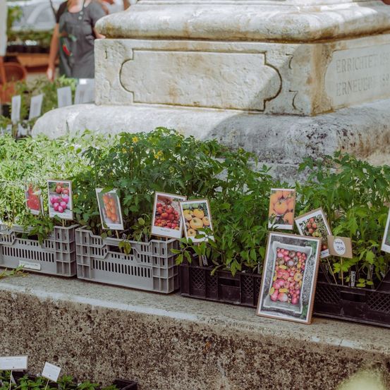 Eine Reihe von Topfpflanzen mit Etiketten, neben einer Betonstruktur.
