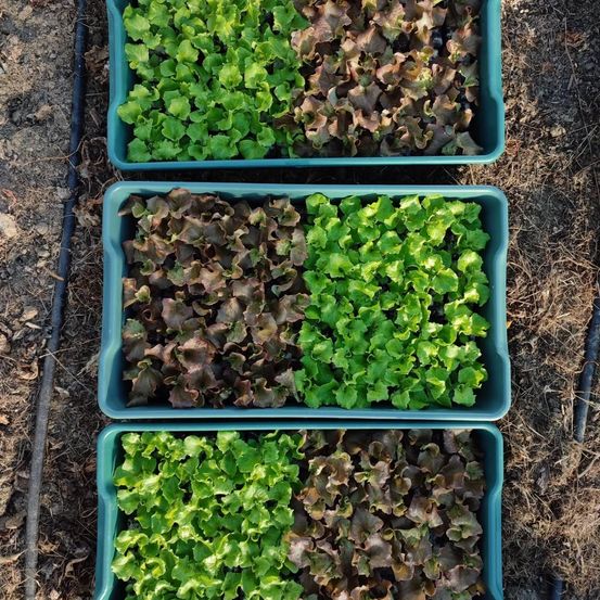 Drei blaue Tische auf dem Boden mit grünem und rotem Salat, der in ihnen wächst.