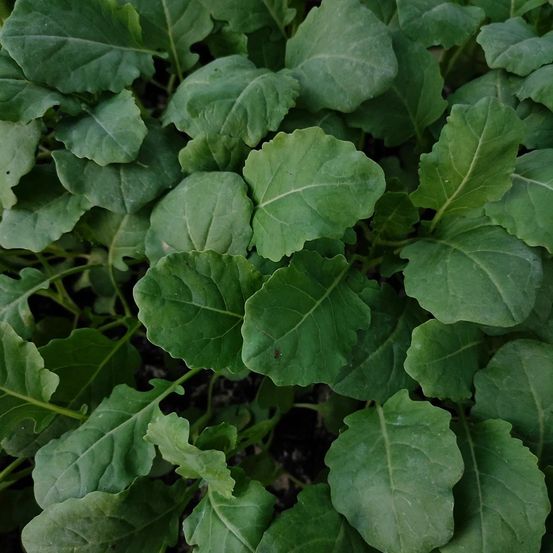 Nahaufnahme von leuchtend grünen Blättern einer Gemüsepflanze, möglicherweise Spinat oder ein ähnliches Blattgemüse.