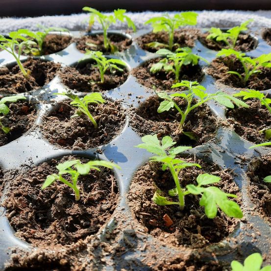 Ein Tablett mit jungen Tomatenpflanzen in Erde, mit mehreren kleinen grünen Blättern, die sprießen.